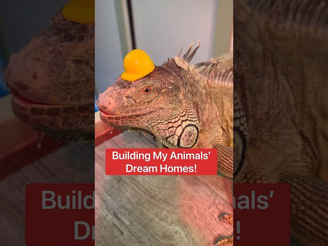 Building My Animals’ Dream Homes!🦎🏡#shorts #animals class=