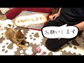 柴犬（豆柴）みかん｜子犬から成犬になっても元気いっぱい！！