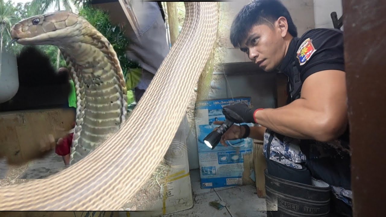 JUMBO COBRA ANG GUSTO MANGLOOB NG BAHAY