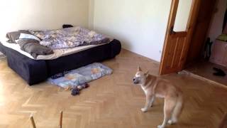 Щенок Акита ину снова один дома - Puppy Akita inu one at home Щенок Акита ину снова один дома - Puppy Akita inu one at home