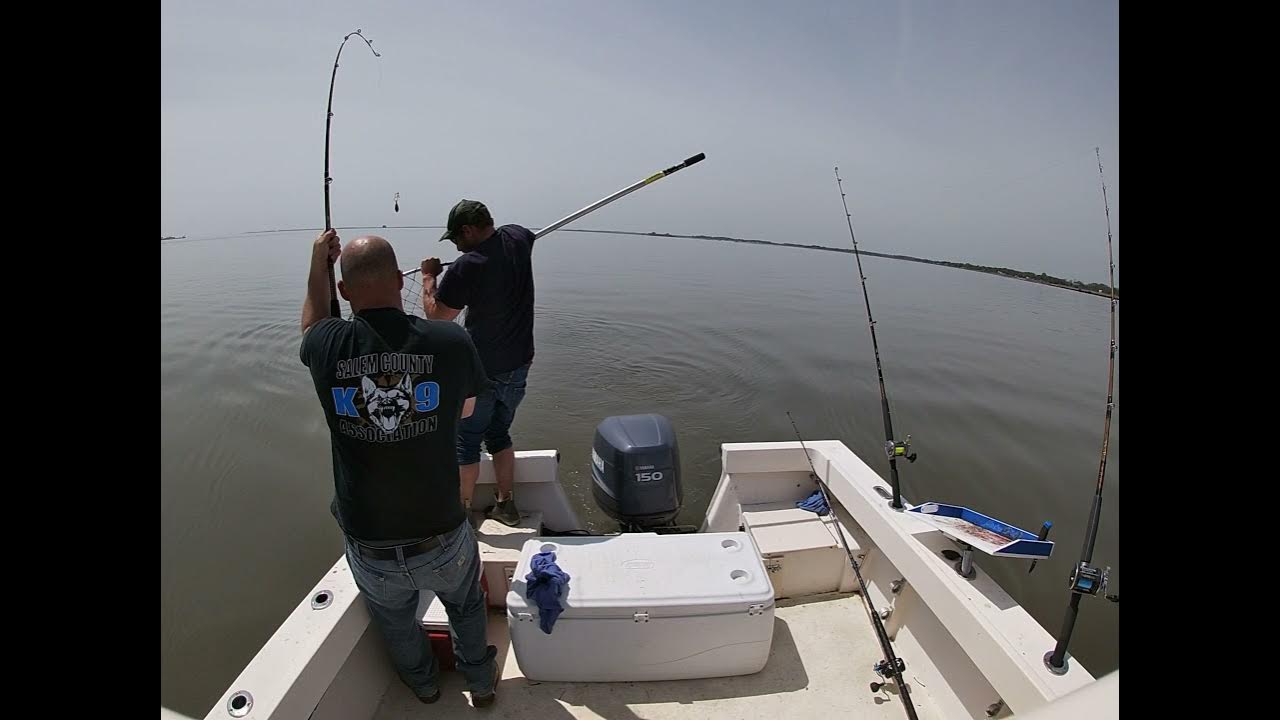 Striper fishing Delaware River 46 1/2” stripahhhhh YouTube