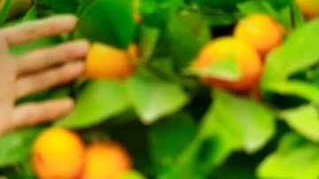 quất ghép gốc bưởi  cây cổ thụ quất có một ở hai