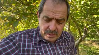 Ceviz Bahçesi Kurmak Ve Yetiştirmek İsteyenlerin Bilmesi Gerekenler Resimi