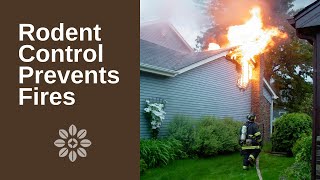 How to Protect Your Home from House Fires Caused by Rodents