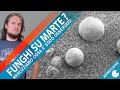 Trovati funghi su Marte?