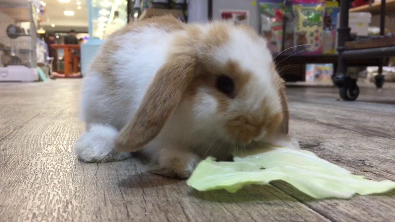 ロップイヤー 生後約1ヶ月 立川立飛店 - YouTube