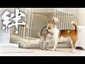 お迎え１週間目の子猫と子犬の間に、早くも絆が芽生えました