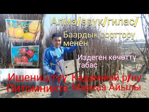 Video: Түшүмсүз көчөттөр: артыкчылыктары жана кемчиликтери