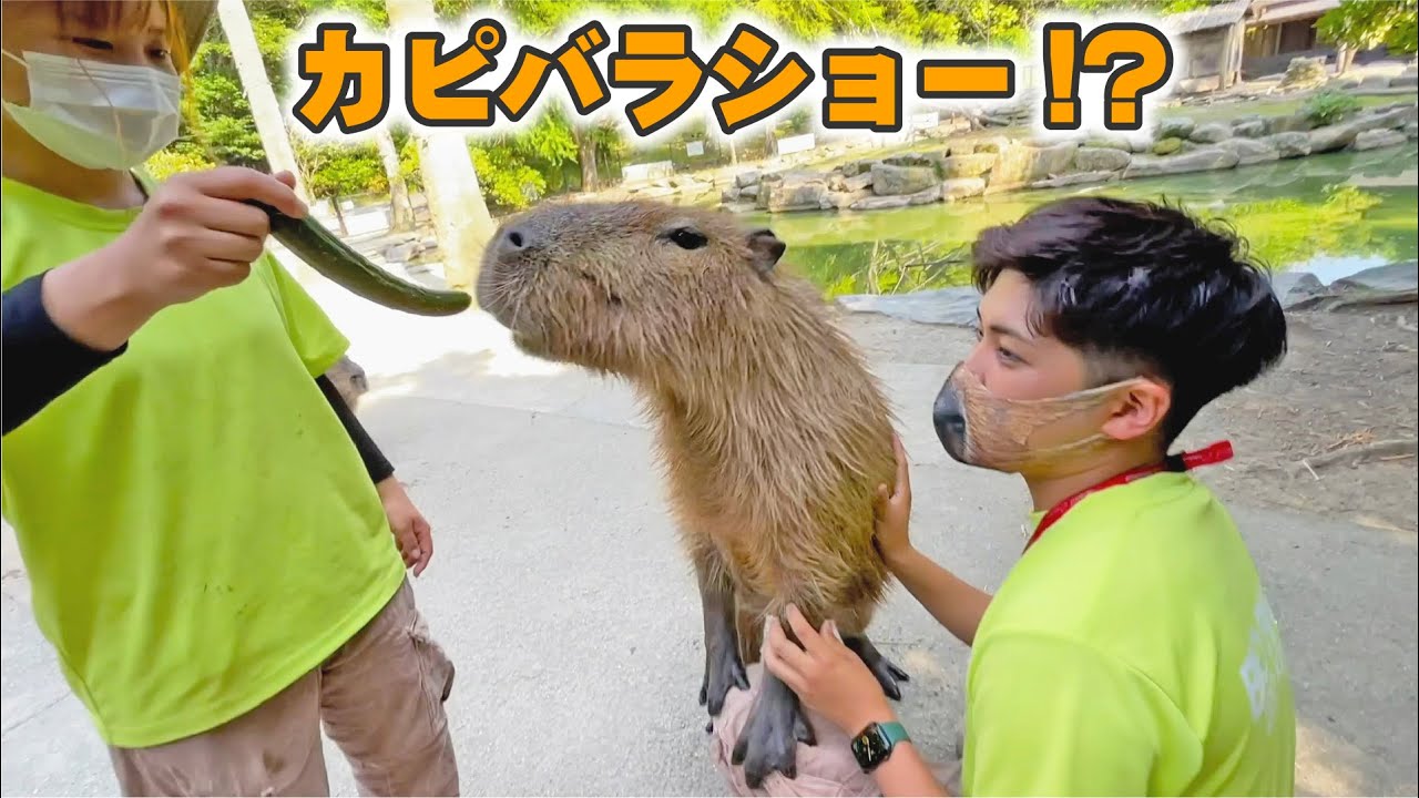 不定期開催の一瞬で終わるカピバラショーw Capybara eat cucumber