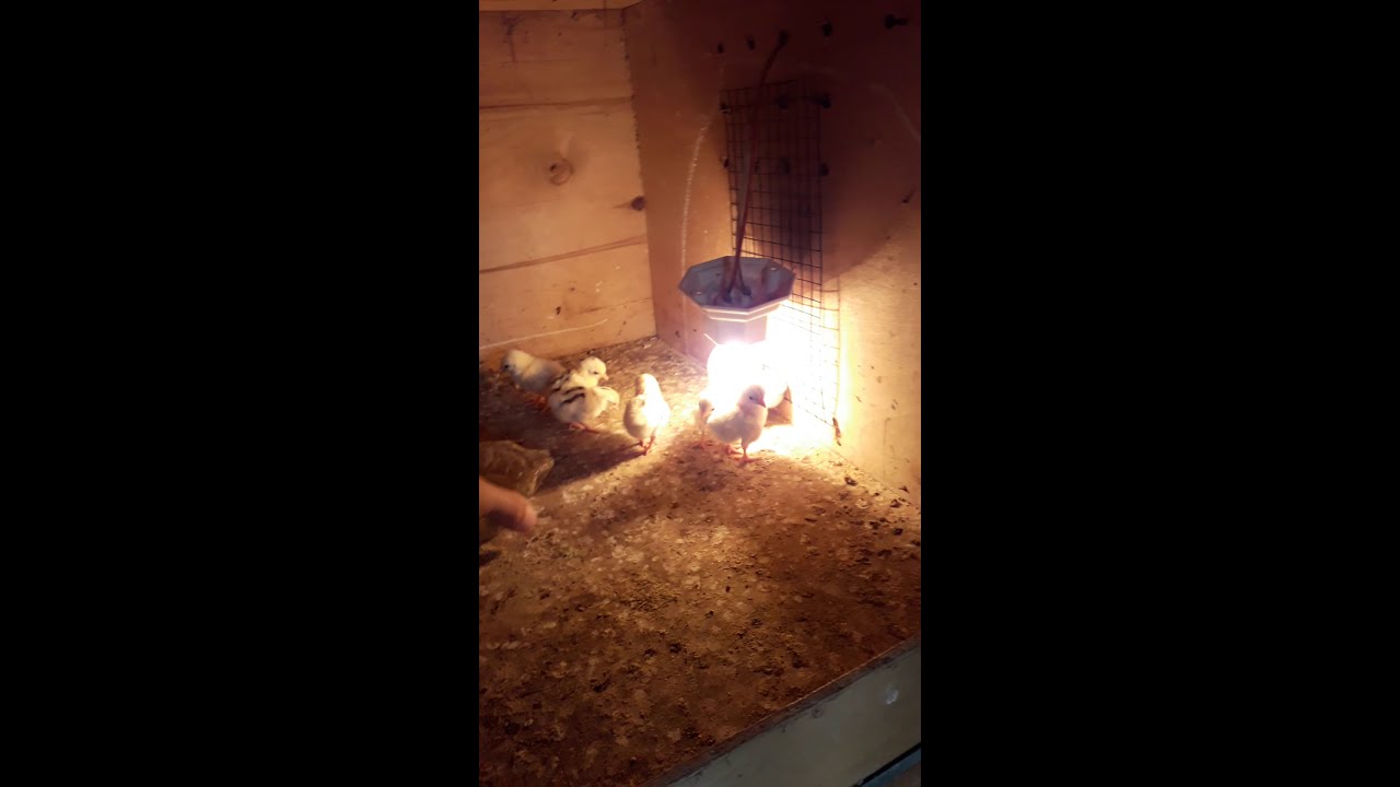 Cara memisahkan anak ayam serama dari induknya|Bumi Serama 