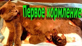 Маленькие котята первые раз кушают. Собака наблюдает Как кошка кормит котят. Новорожденные слепые. Маленькие котята первые раз кушают. Собака наблюдает Как кошка кормит котят. Новорожденные слепые.