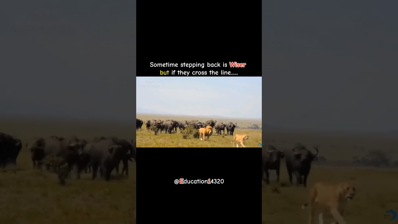 I'm king 👑  |   Lion🦁 vs buffalo🐃                                                    [MENTALITY]