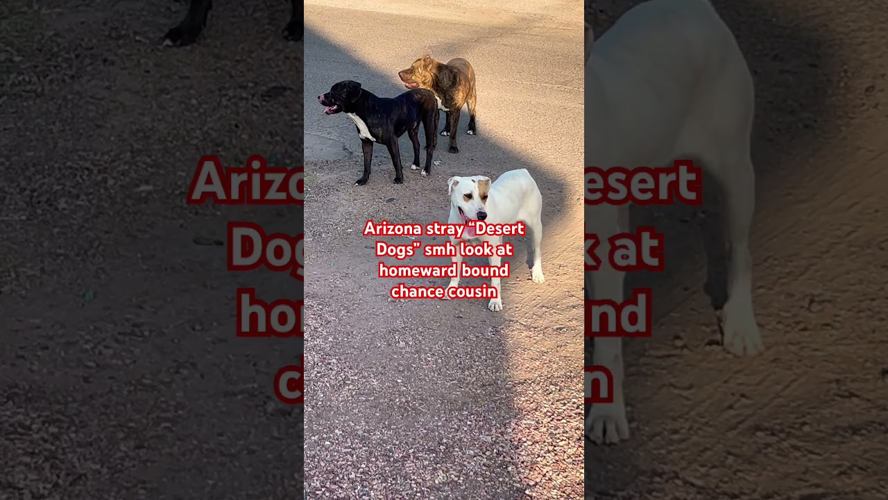 Early morning with the stray dogs of 