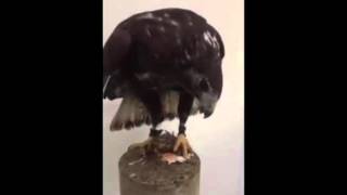 Sports Performance The sounds of a red-tailed hawk