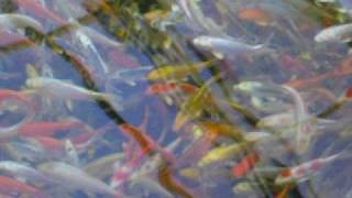 Koi hariwake 10 -18 cm neu 2.AVI