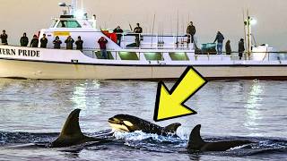 Orca Keeps Circling A Boat Until A Passenger Discovers What's On Its Back