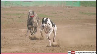fastest running dogs race video