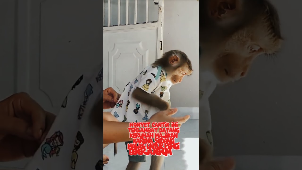 Monyet cantik diomelin oleh majikannya‼️#monyetcantikdiomelin #monyetcantikmerajuk #monyet #monkey