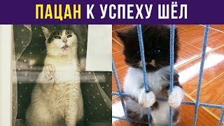 Приколы с котами. Пацан к успеху шёл | Мемозг #30 Приколы с котами. Пацан к успеху шёл | Мемозг #30