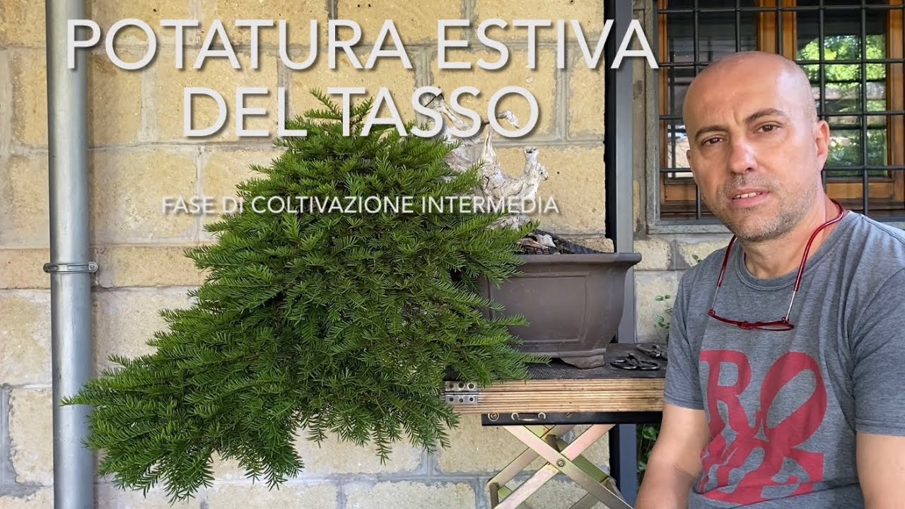 Potatura estiva del tasso