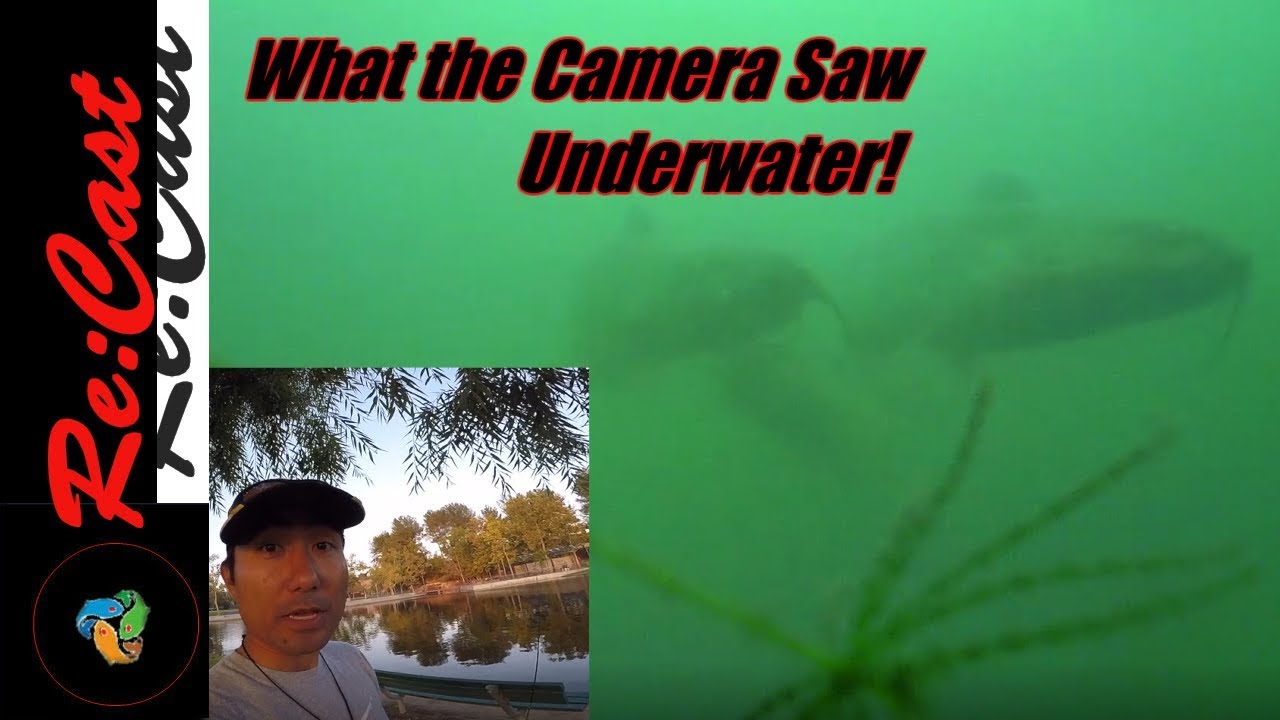 Underwater Camera Saw this while fishing for Catfish ReCastFishing