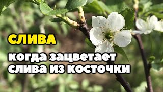 Когда зацветёт слива из косточки | Слива выросшая из косточки