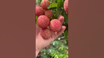 Vải loại 1 chuẩn vải thiều lục ngạn giá vân ok nhé #kythuatcaytrong #thuocbvtv #vaithieulucngan