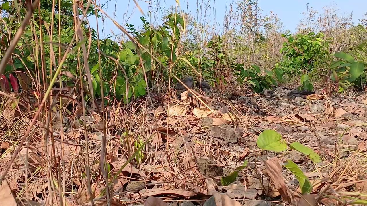 Cu gáy phạm ấn.chủ nhật-22-2-2026.nhằm mùng 6 tết.rừng khứu.tỉnh ninh thuận( khánh hòa)