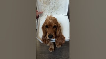 Would you order this pizza? Warning: it might steal your heart❤️ #pizza #italy #dog #puppy #italia