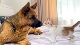German Shepherd and Tiny Kitten - Cutest Friendship!