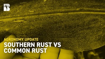 Southern Rust vs Common Rust | Beck