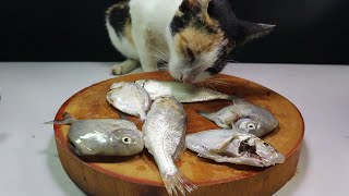 ASMR  Hungry Mother Cat Eating Raw Fish