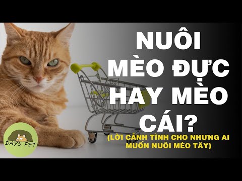 Video: Cách Nuôi Mèo Con Trong Phả Hệ ở Krasnoyarsk