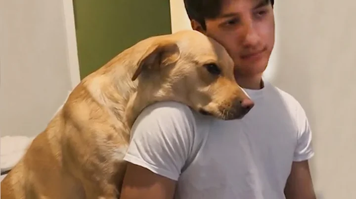 When your dog loves your boyfriend more than you 😂 - DayDayNews