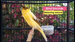 ?Canary Bird Sounds_Birds Singing Withhout Music, Relaxing Nature Sounds episode 352