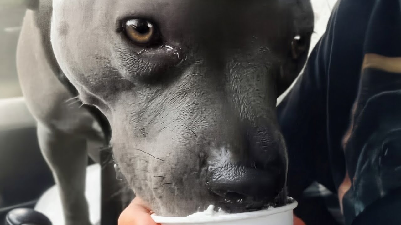 Говорящий Питбуль получает свой первый Пуппачино! Взбитые сливки повсюду!