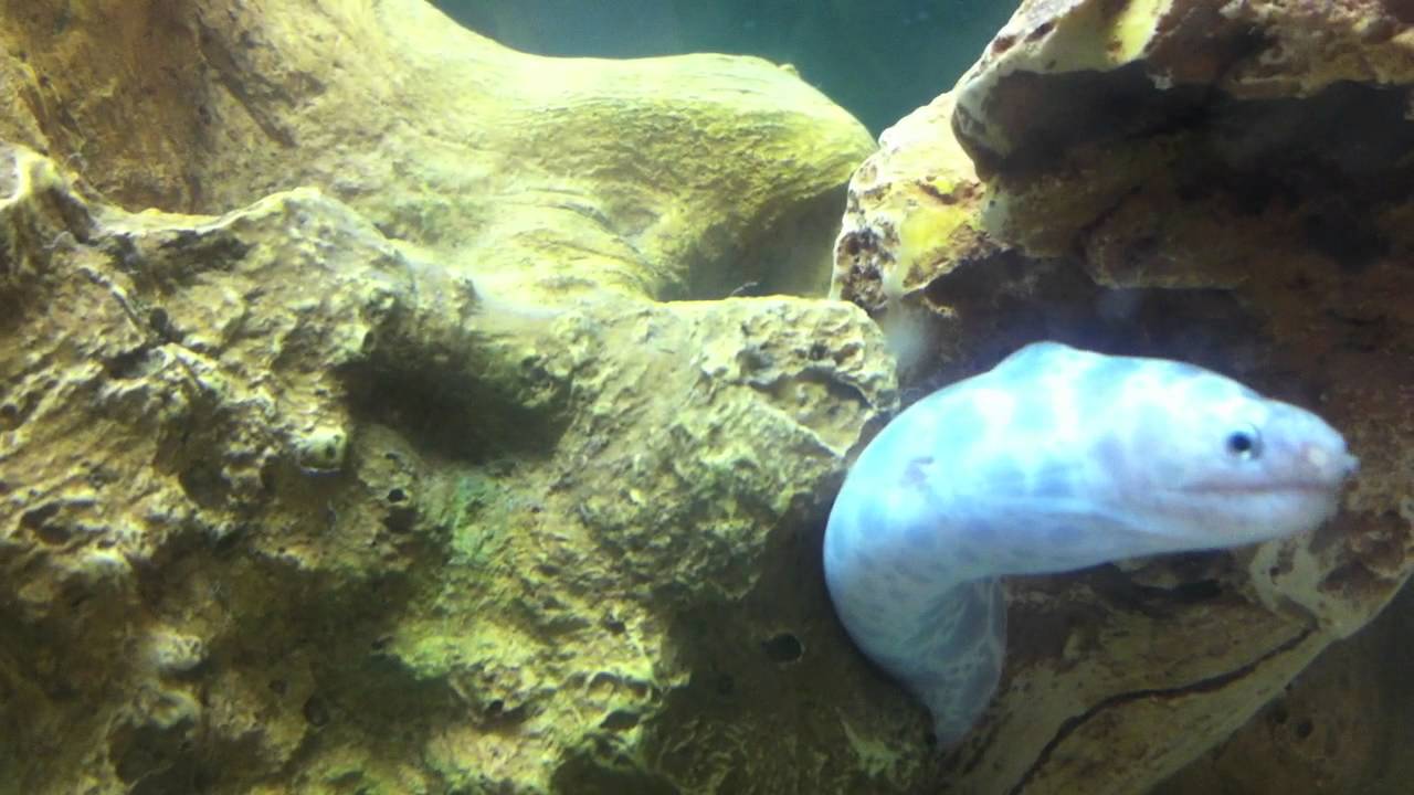 Chainlink Eel in Saltwater Tank YouTube
