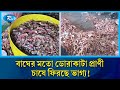 এবার বাঘের মতো ডোরাকাটা প্রাণী যাচ্ছে ইউরোপ-আমেরিকায় | Tiger Prawn | Sea food | Marine Life | Rtv