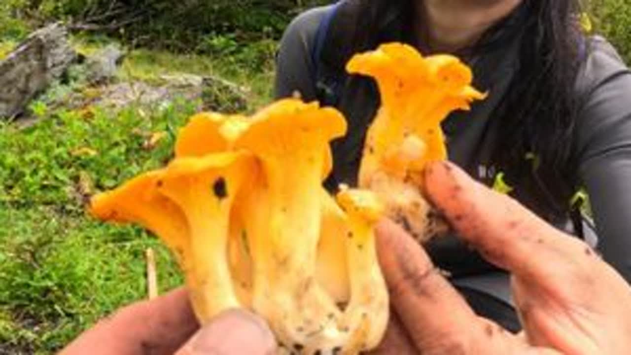 来川西还能采那些野菌呢？阿斌带重庆朋友采野菌，半天收获两大框 