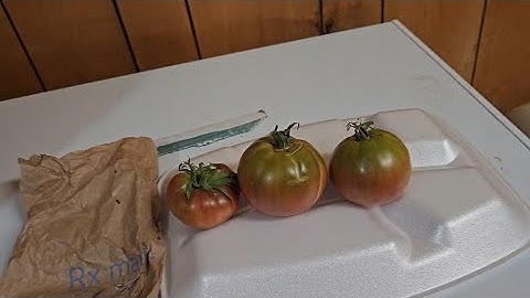 Can You Really Grow Cherokee Purple Tomatoes With the Snail Row Method?