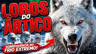 Os lobos do Ártico vivem em um dos lugares mais frios e perigosos do planeta!