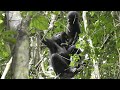 Mother and Infant Social Plays in Wild Bonobos!