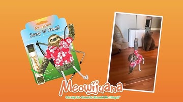 🦥 Endless Feline Fun! | Meowijuana Jump ‘n’ Jamb Sloth Catnip Toy 😻🎉