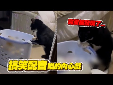 賓士貓玩洗衣籃被抓包????飼主幫配音詮釋內心戲｜寵物｜貓咪｜精選影片
