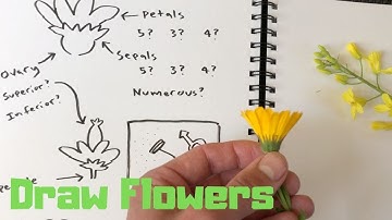 Botany Basics for Drawing Flowers: The Nature Journal Show