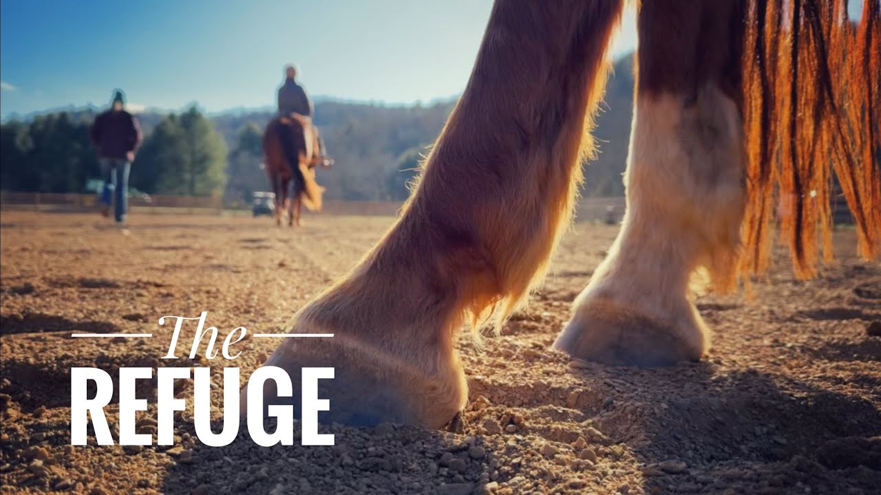 Приют «Фридом Ранч» | Как разорвать порочный круг зависимости