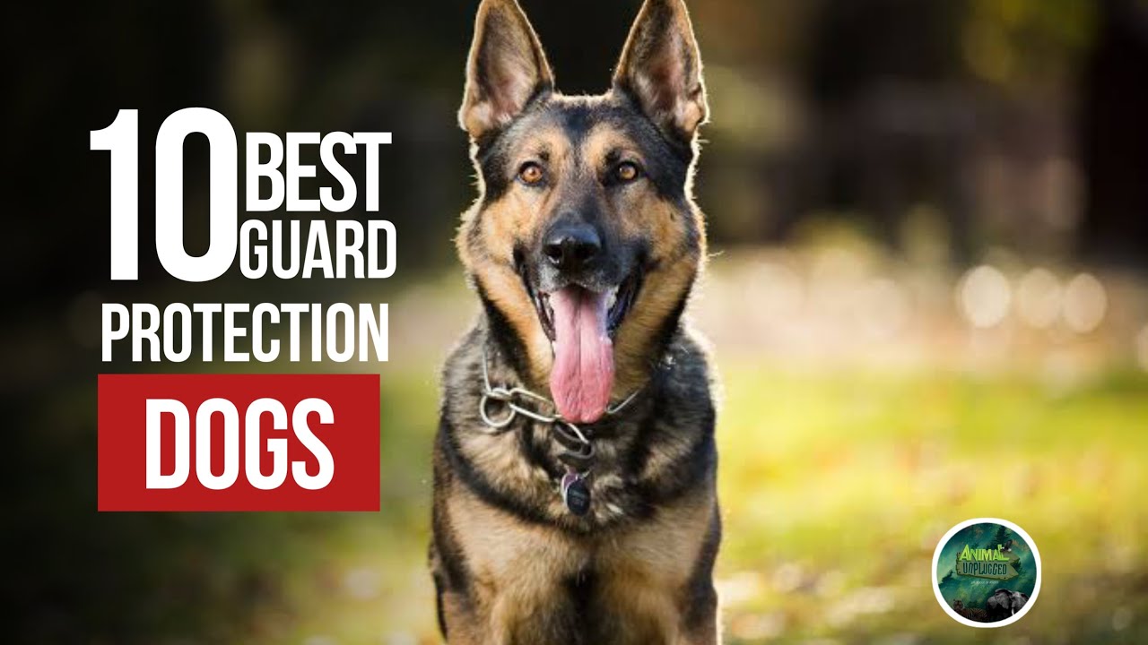 Top 10 Best Guard Dog Breed to Protect Your House and Family YouTube