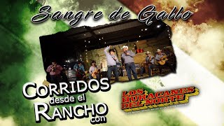 Los Huracanes Del Norte - Sangre de Gallo [En Vivo Desde El Rancho]
