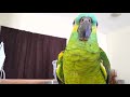 Amazing Amazon parrot