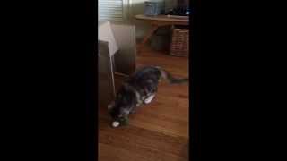 Happy New Year Cat From Stray Cat Alliance